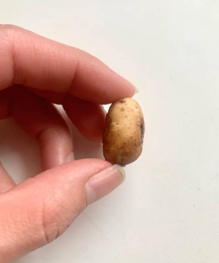 tiny potato the size of a singular tater tot