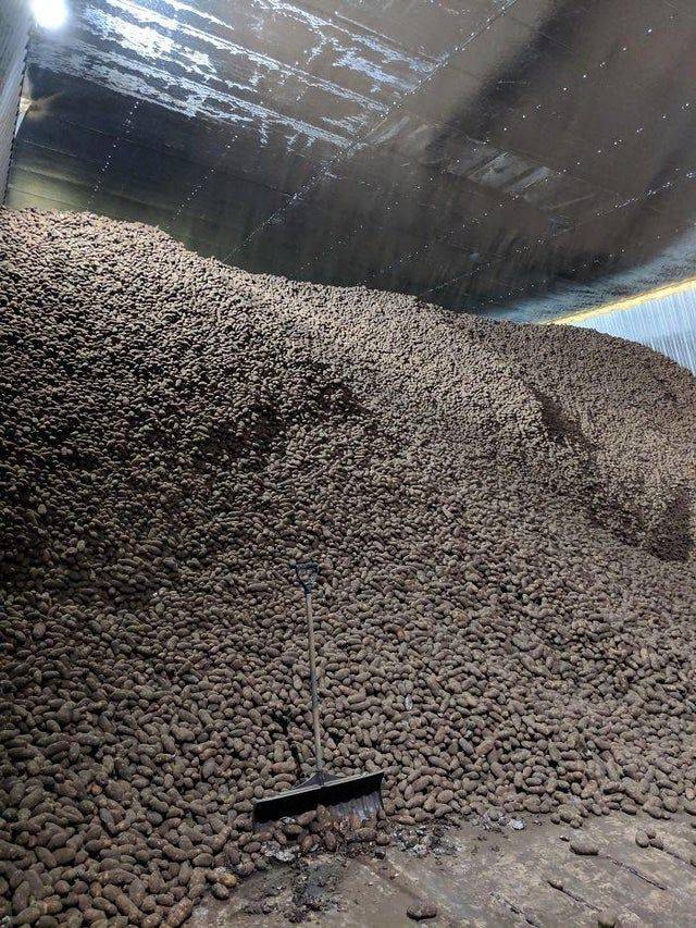 large pile of potatoes in warehouse