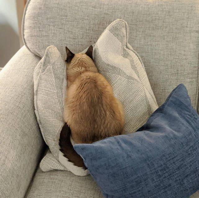 cat with face in pillow
