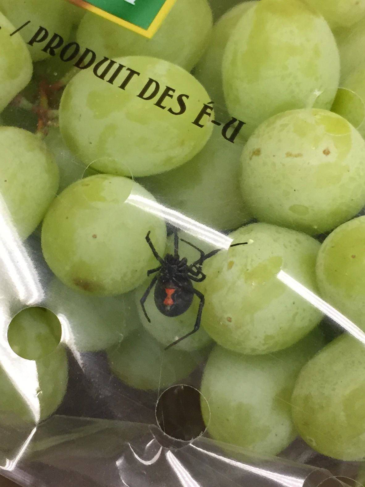 a black widow spider in a grape bag 