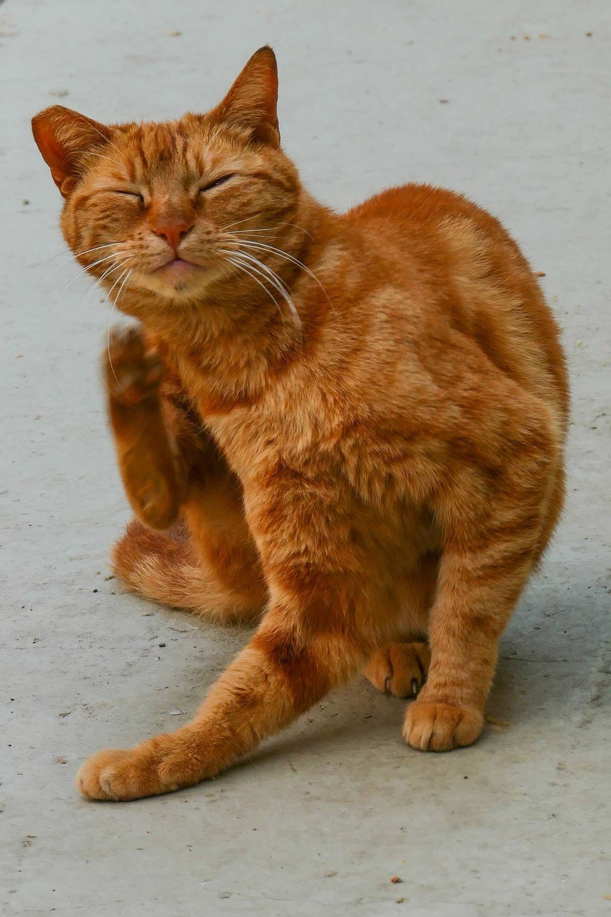 Stray wild cats in the city center of Thessaloniki, Greece at Navarinou Square inside the remains of the archaeological site of the palace of the Roman emperor Galerius