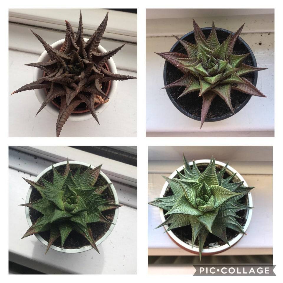 succulent named crusty who was nursed back to health