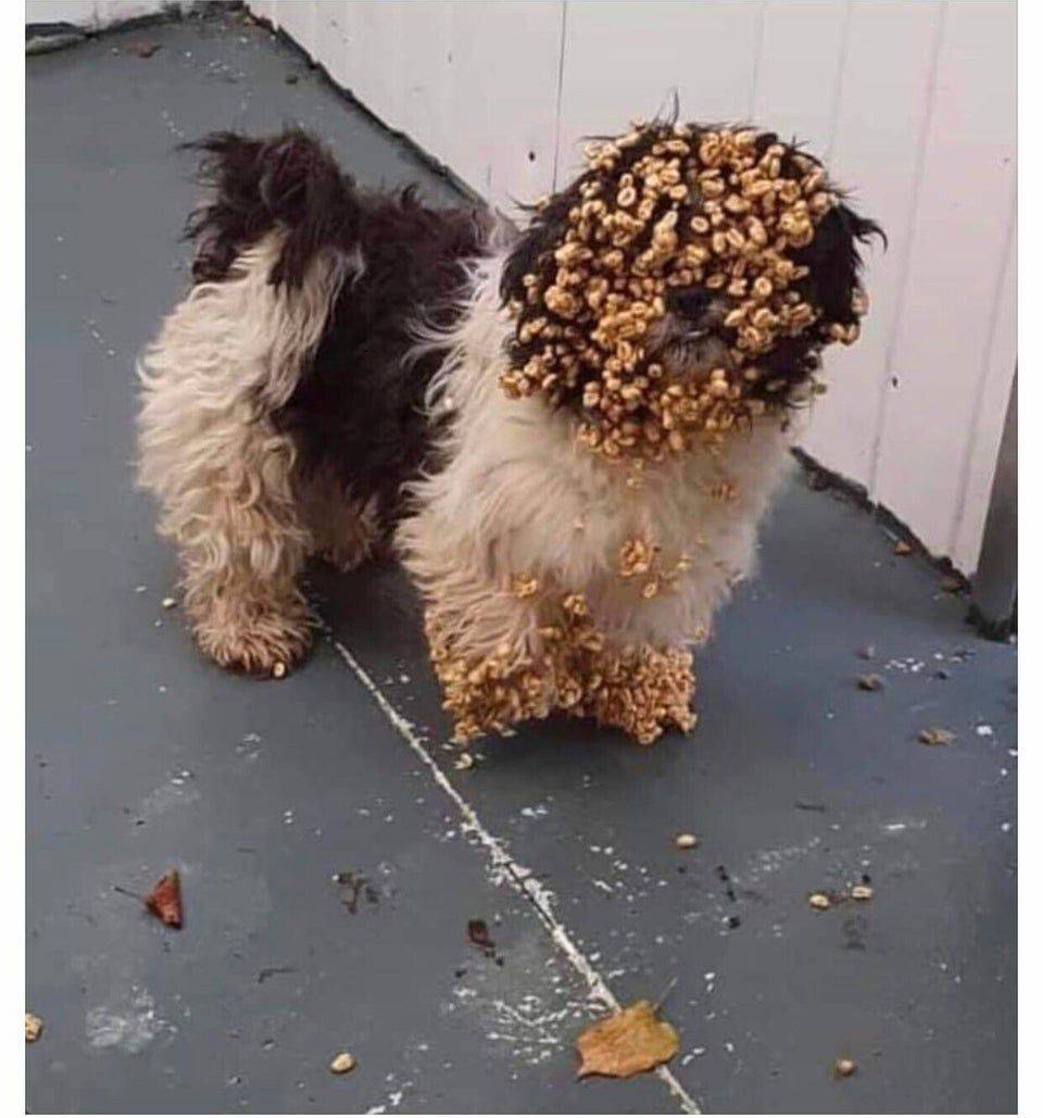 dog covered in sugar puffs stuck to his fur