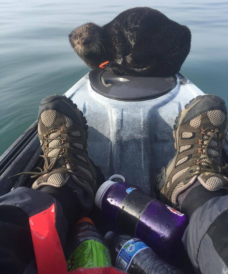 otter hitching a ride on the tip of a kayak