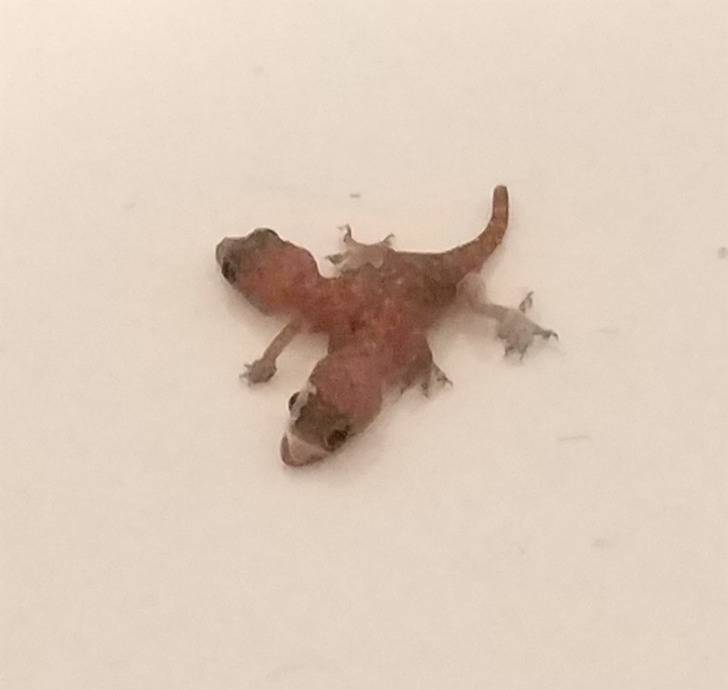 two headed gecko is alive