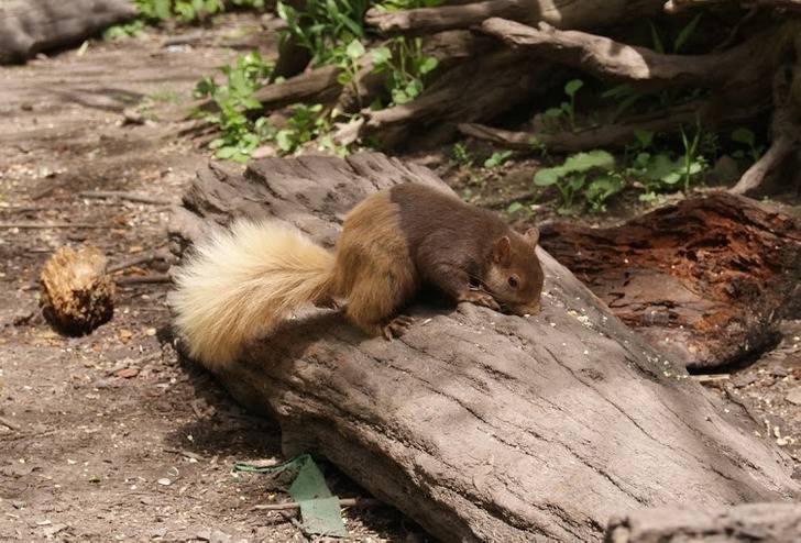 two toned squirrel in nature