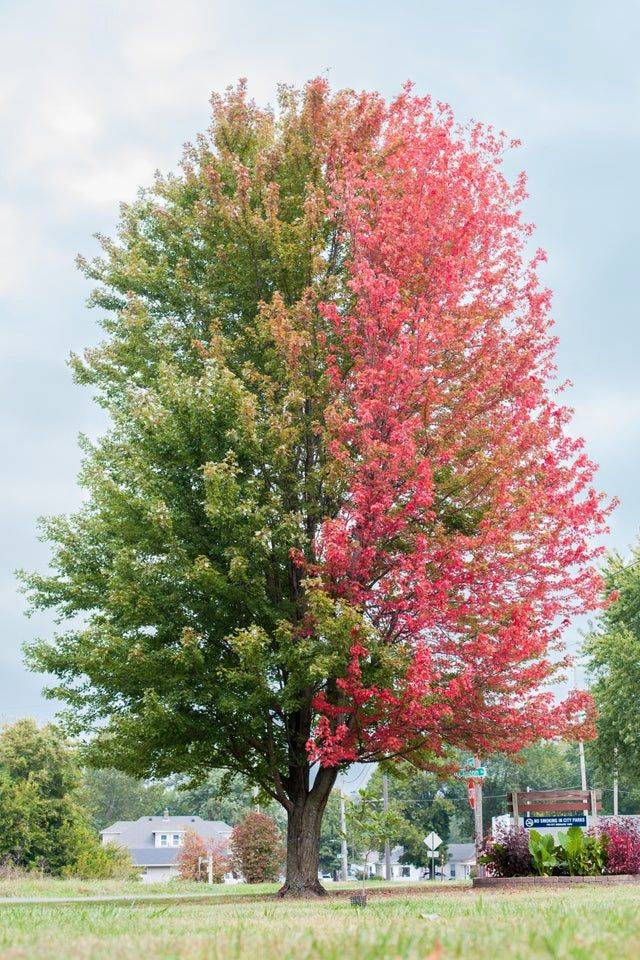 two toned tree in nature