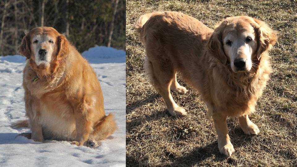 two year transformation of dog who used to be overweight