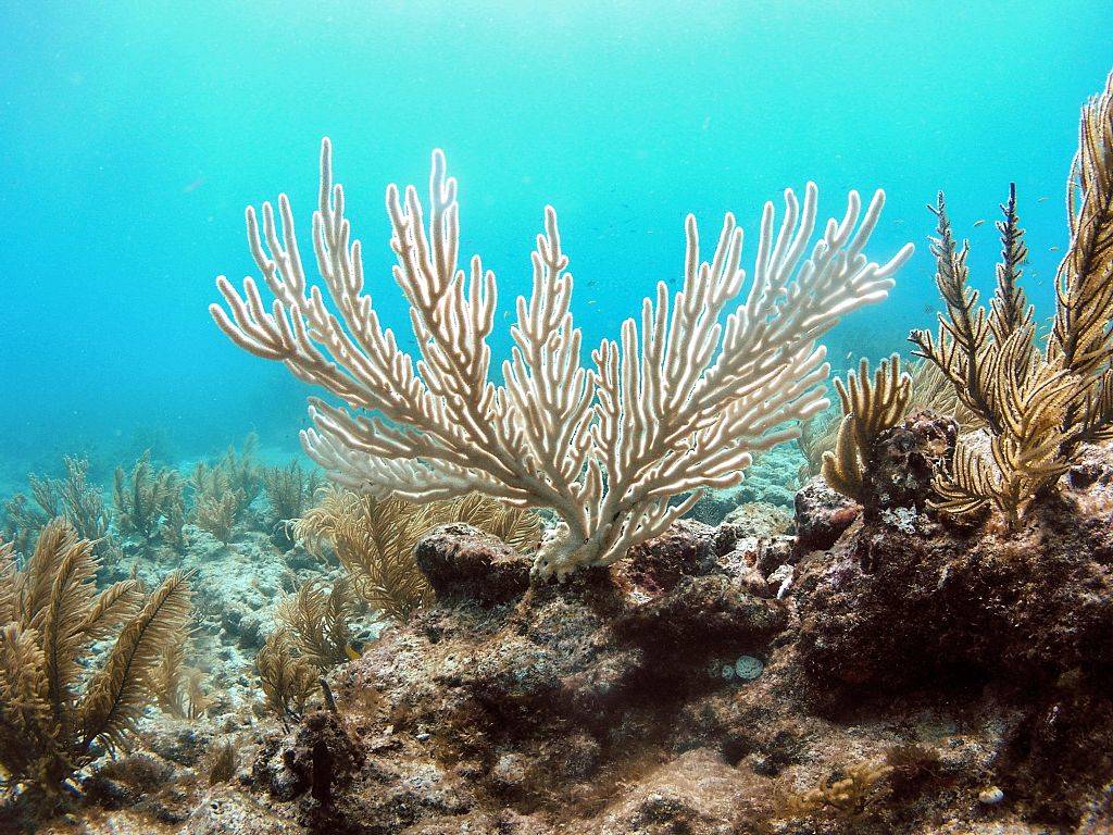 Picture of coral reef 