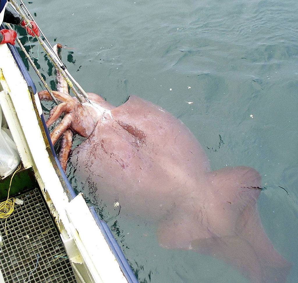 Picture of giant squid 