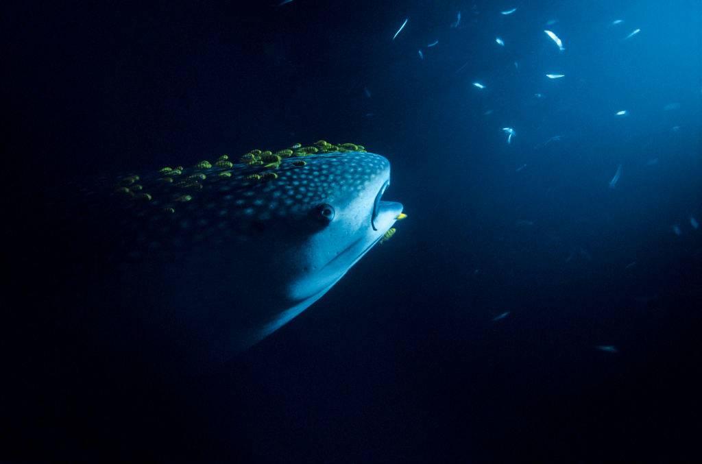 Picture of shark 