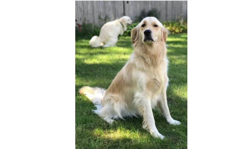 dog pooping in background