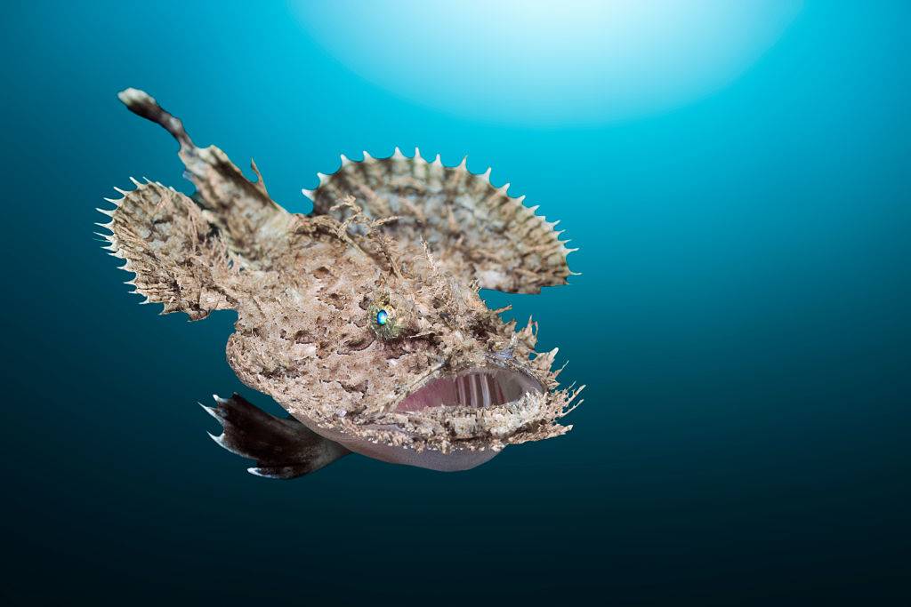 Picture of a fish 