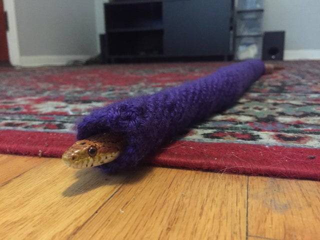 snake wering purple knitted sweater