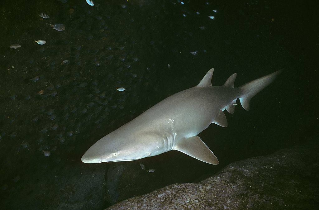 Picture of sand tiger shark 