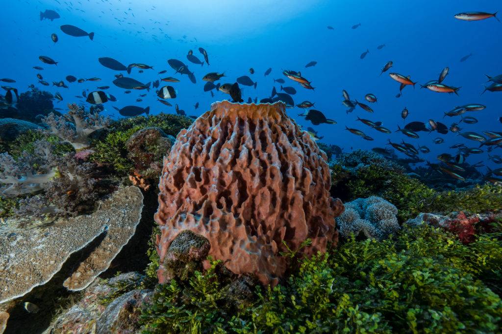 Picture of sea sponge 