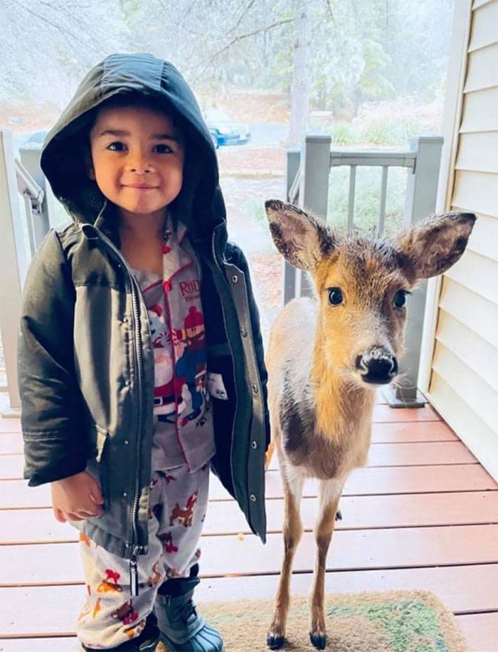 young boy and deer at front door
