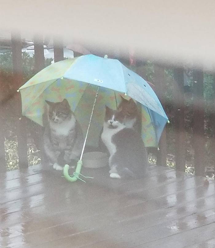 cats under an umbrella