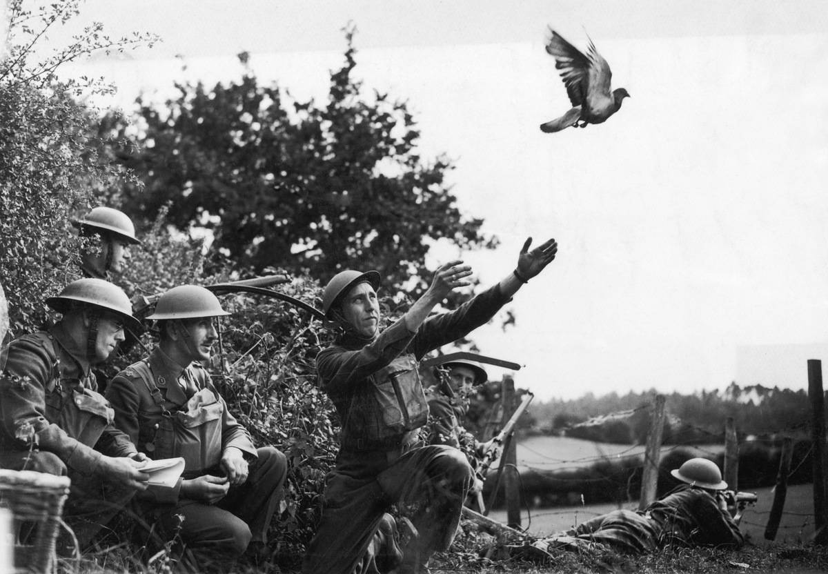 carrier-pigeon-note-14