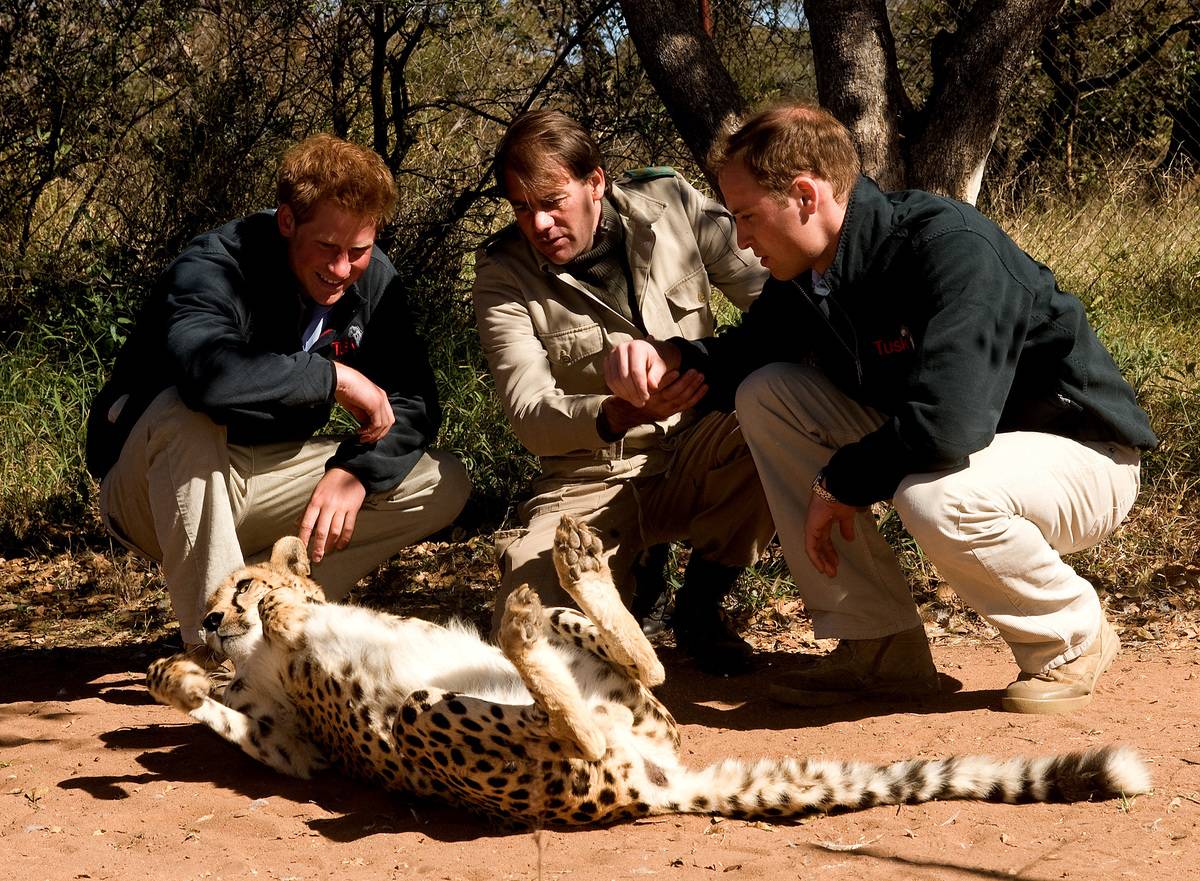 Prince William and Prince Harry play with a cheetah when they visit the Mokolodi Education Centre.