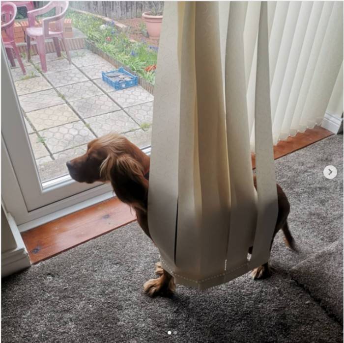 dog standing in the blinds at window