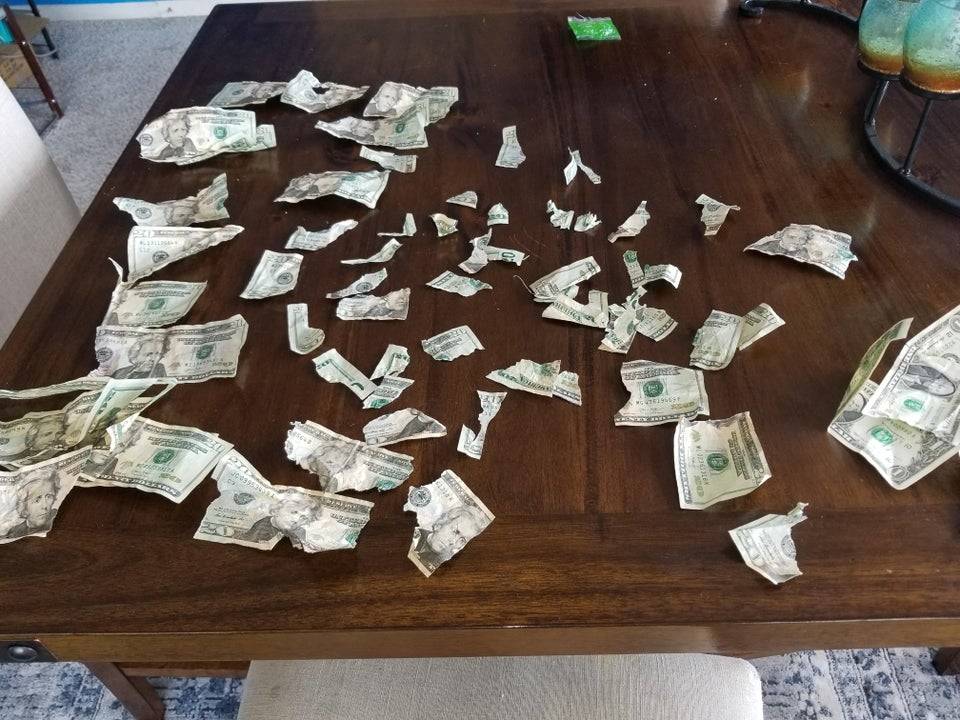 dog who ripped up all the money in dad's wallet