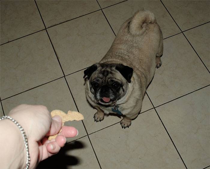 dog treat to pug