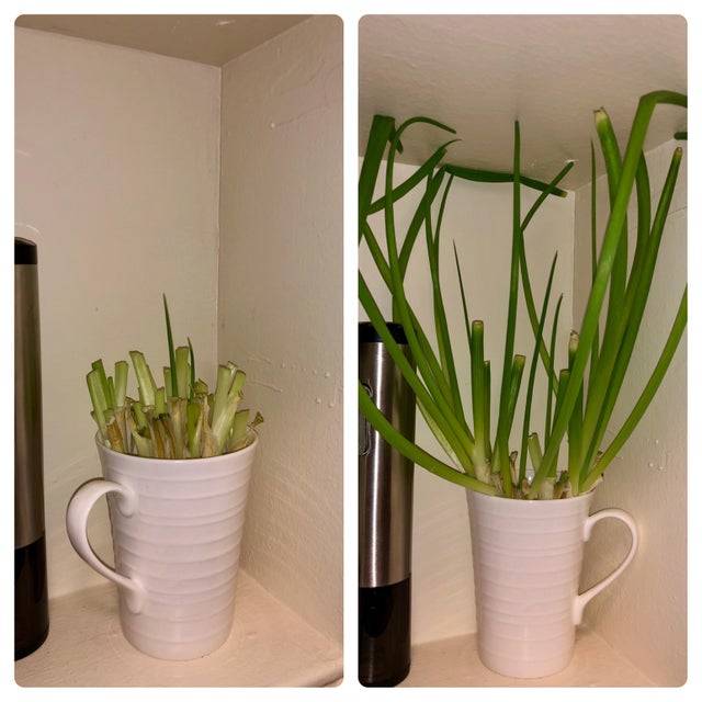 green onions growing from cuttings in a mug