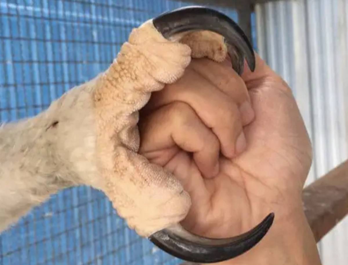 Crowned Eagle claw holding a human's hand