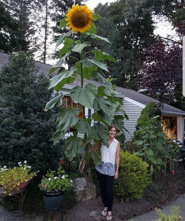 giant sunflower beside woman