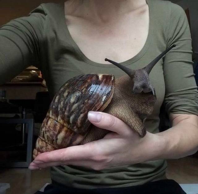woman holding huge african land snail that is bigger than her hand