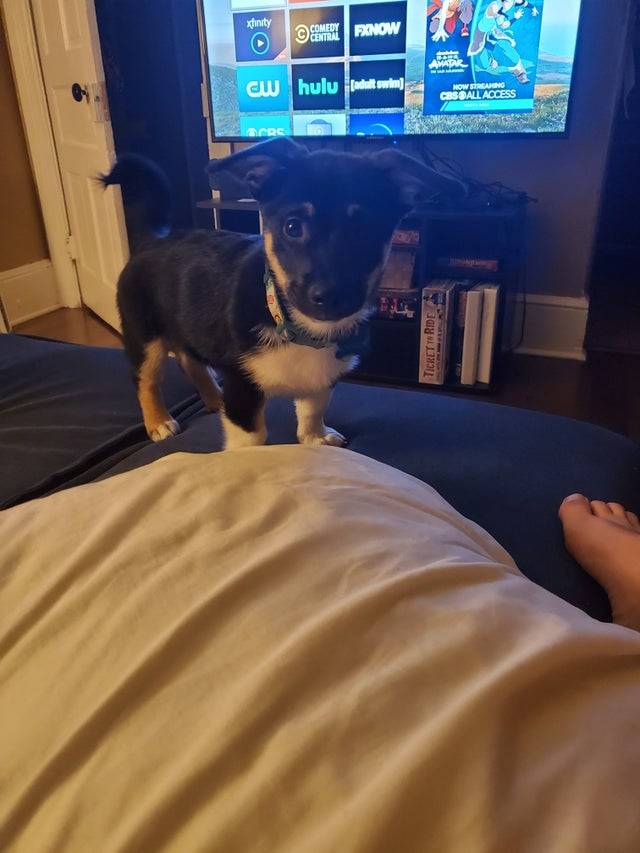puppy next to man on bed
