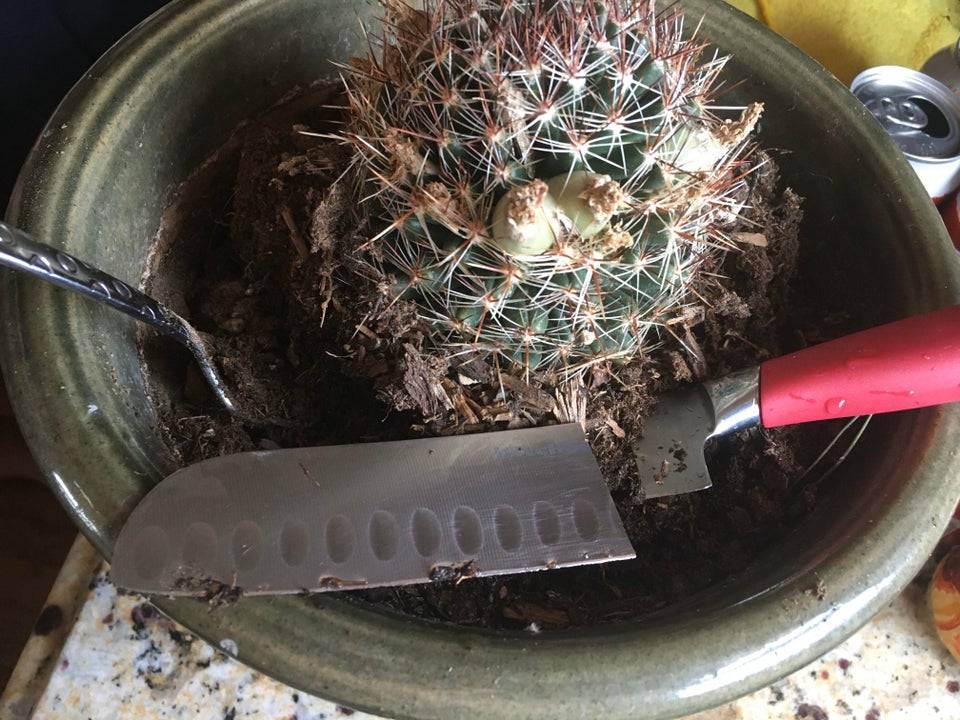 husband used wife's favorite knife as a gardening tool