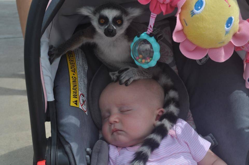 lemur in baby stroller on top of its head