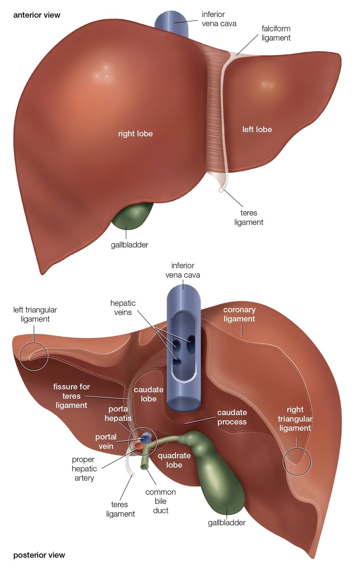 A diagram shows the front and back of the human liver.