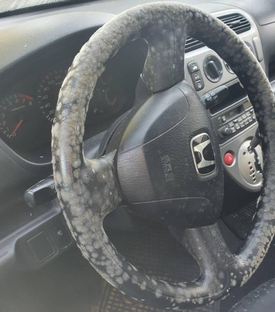 picture of a moldy steering wheel in a car