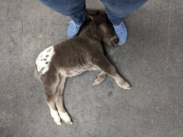 tiny horse sleeping on vet's feet