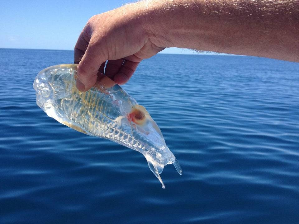 see through fish held over the sea