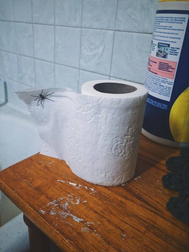spider on roll of toilet paper