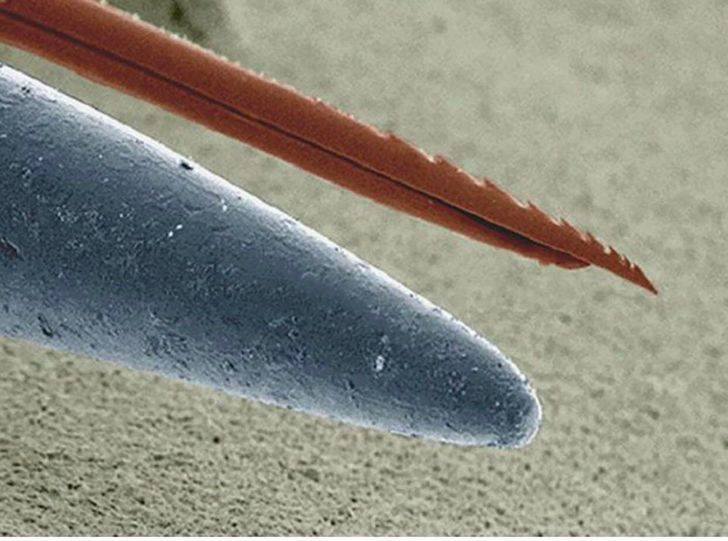 stinger and needle under a microscope