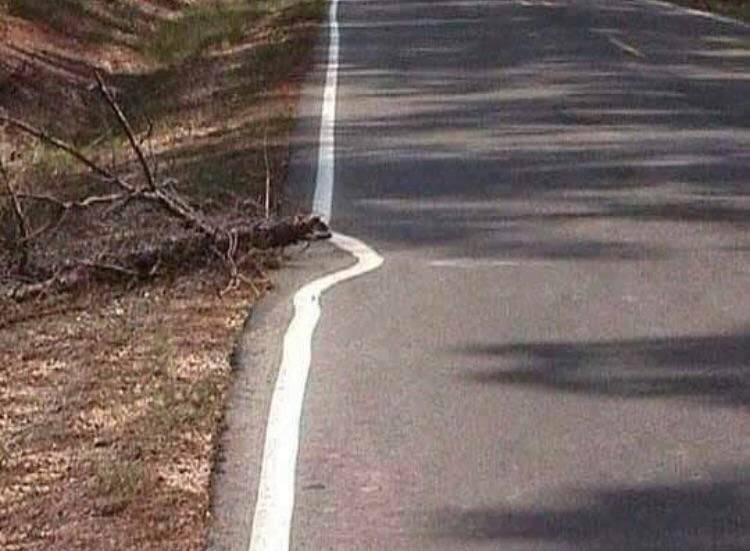 street line painted around a branch