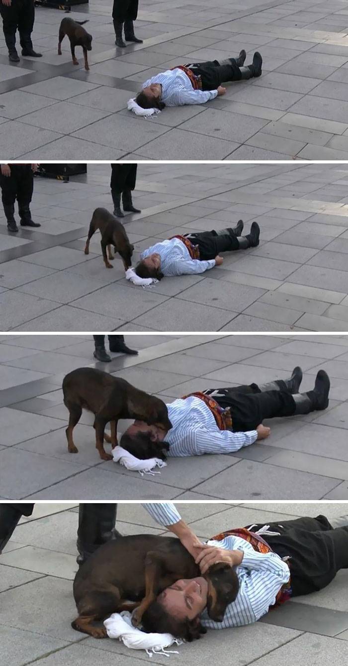 dog helping guy on ground