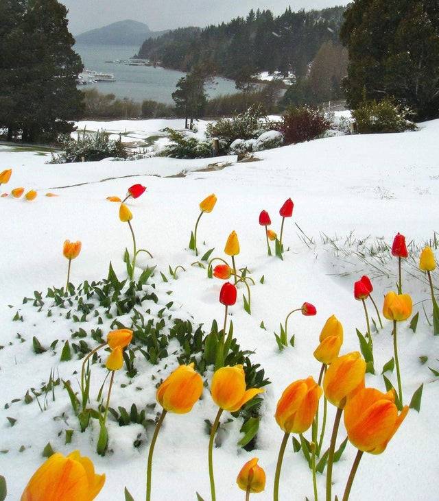 tulips  growing in the snow