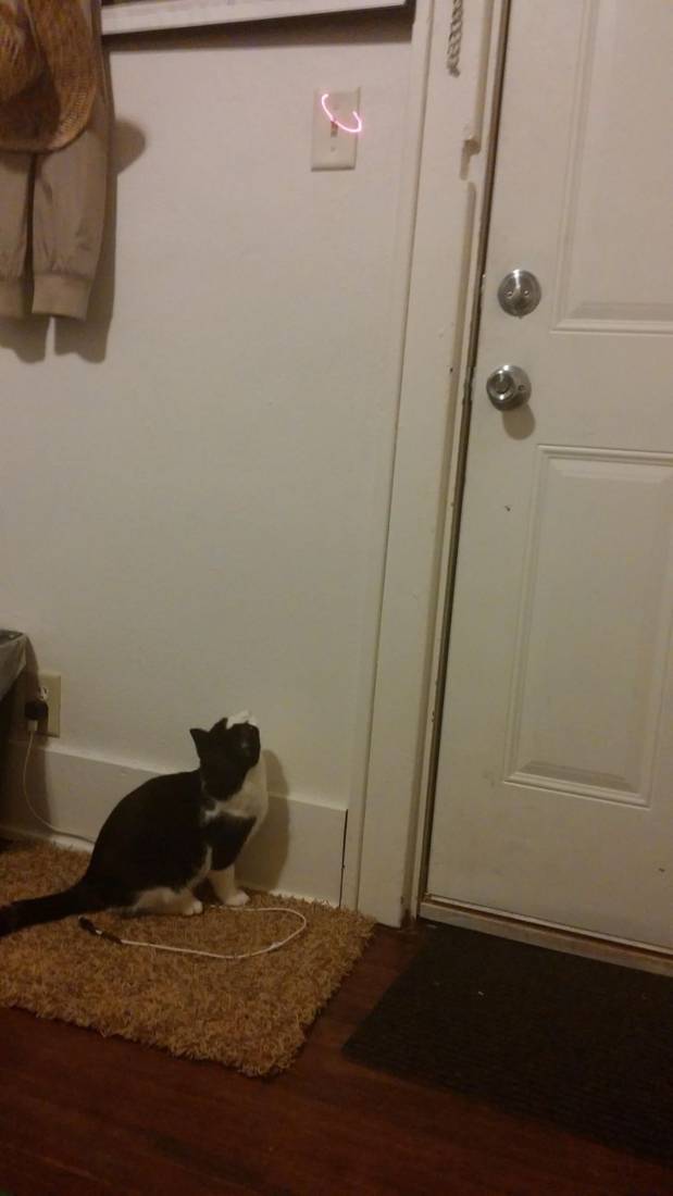 using laser pointer to get a cat to turn the lights off