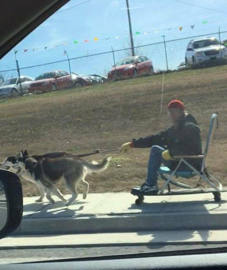 man sitting on a chair on a longboard being pulled by dogs