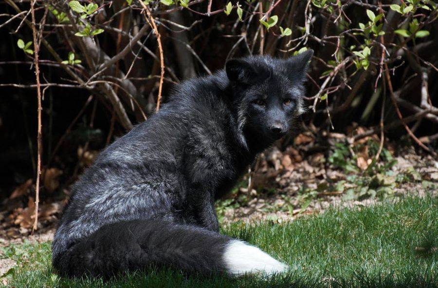 black fox with white tail
