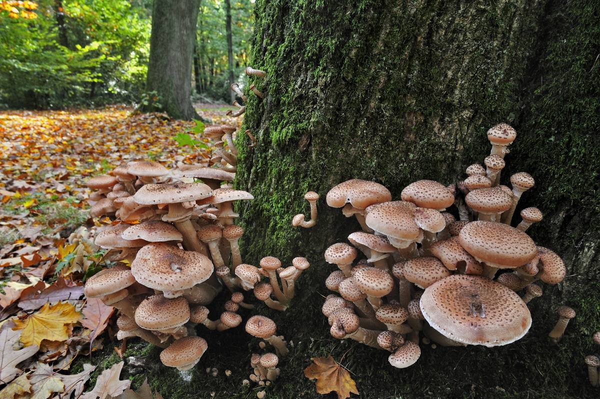 Dark honey fungus grows next to a tree trunk.