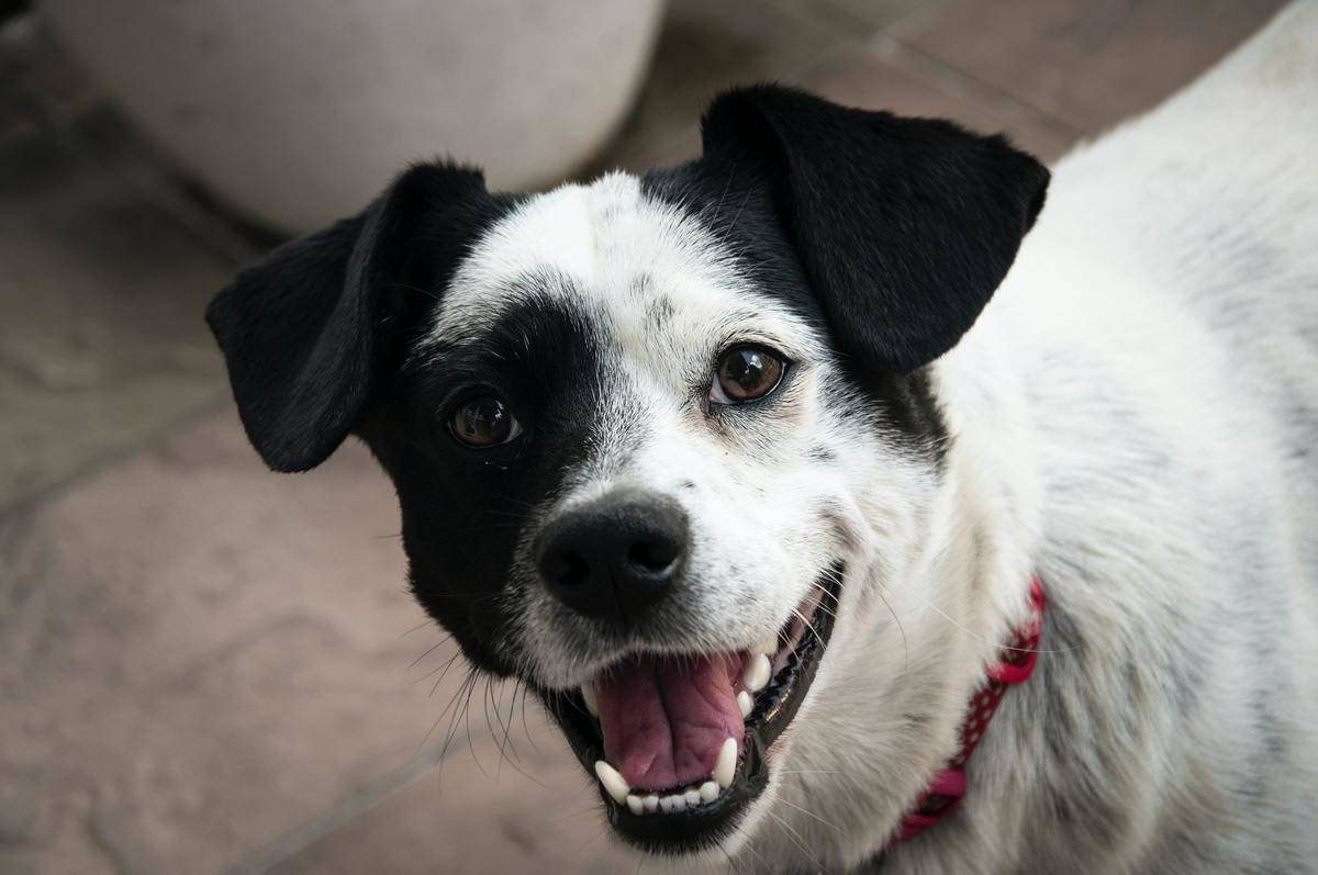 Picture of a dog