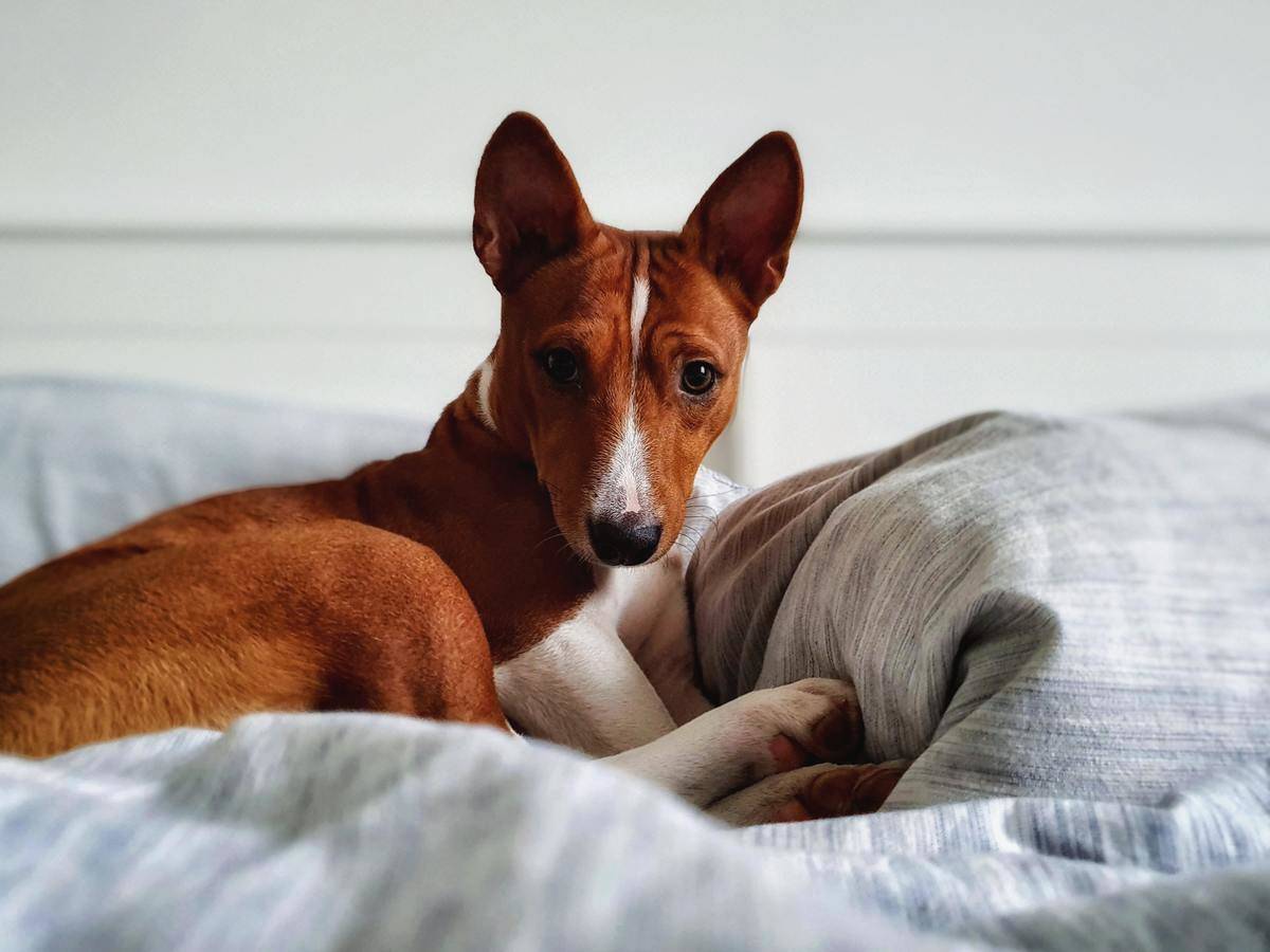 Picture of dog