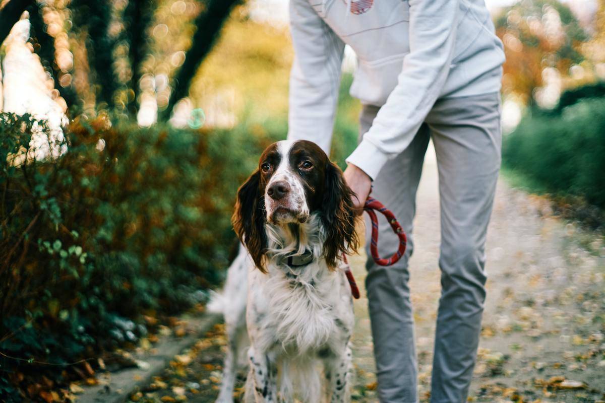Picture of a dog